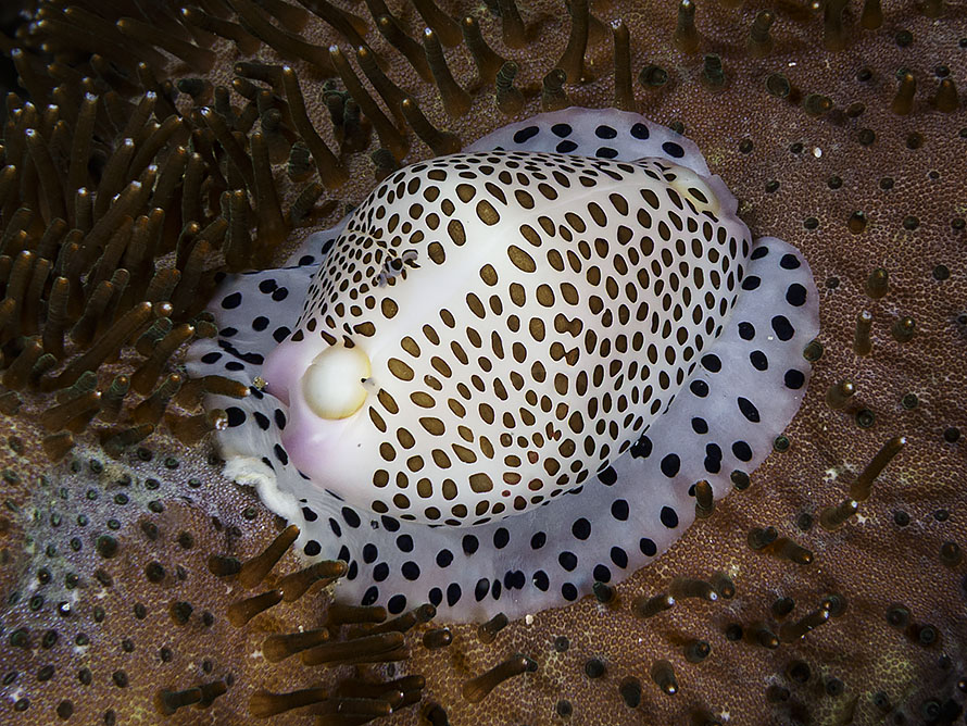 Calpurnus verrucosus